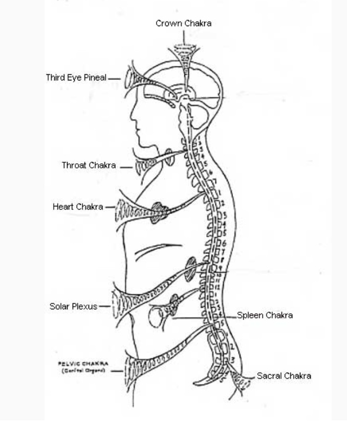 Diagram of the human anatomy and chakra system