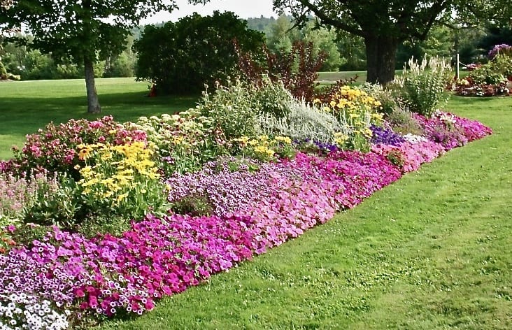 Image of a garden full of flowers in full bloom