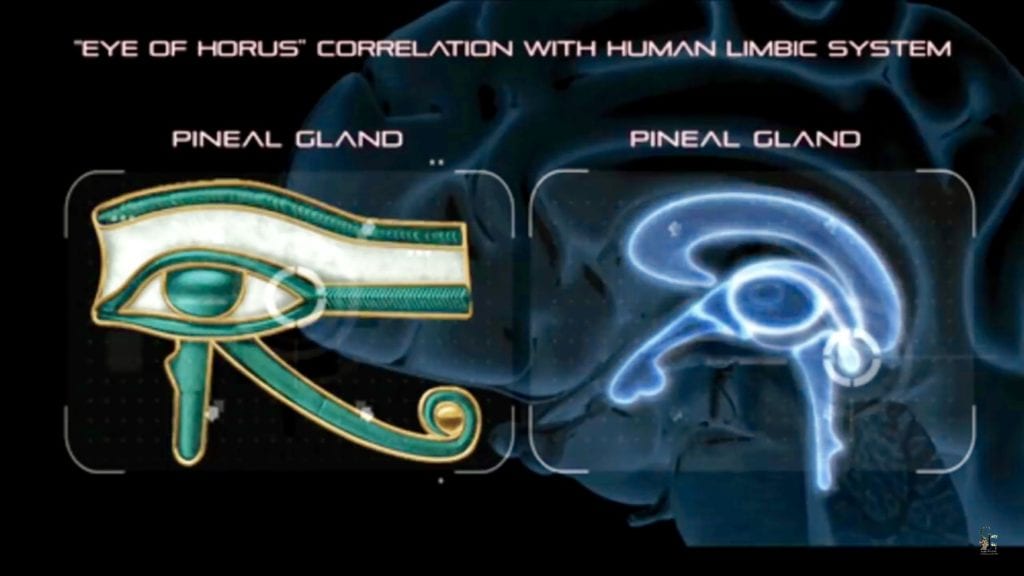 Eye of Horus Correlation with human limbic system